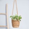 Scindapsus N'joy - Epipremnum Variegata - P12 (hangplant)