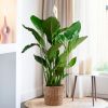 Spathiphyllum Sweet Sebastiano - Lepelplant - P24