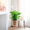 Spathiphyllum Bingo - Lepelplant - P19