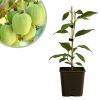 Actinidia arguta Issai - Kiwibesplant - P15