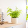 Venushaar (Adiantum Fragrans varen) - P 12 cm