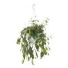 Aeschynanthus Marmoratus - P17