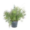 Asparagus Sprengeri (Sierasperge) - P 18 cm
