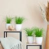 Cyperus Zumula - Kattengras - P12 - 4 stuks