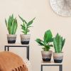 Zon kamerplanten Mix - P12 - 4 stuks