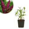 Buddleja davidii 'Royal Red' - Vlinderstruik - P9