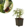 Buddleja davidii 'White Profusion' - Vlinderstruik - P9