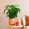 Calathea Zebrina - Zebraplant - P19