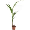 Kokospalm (Cocos Nucifera) - P 19 cm