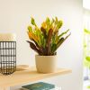 Croton Mammi - P12