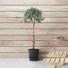 Eucalyptus op stam - Gomboom - P17
