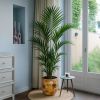 Howea Forsteriana (Kentiapalm) - P 24 cm