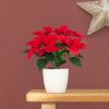 Poinsettia - Kerstster plant - P10.5