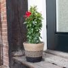 Mandevilla Sundaville - Dipladenia - Rood - P17