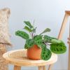 Maranta Leuconeura Kerchoveana - Gebedsplant - P12
