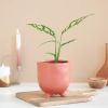 Monstera Obliqua - P12