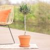 Olijfboom - Olea Europaea - P19
