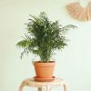 Chamaedorea Elegans – Mexicaanse Dwergpalm – P24