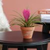 Tillandsia Cyanea – Roze pluimplant – P6