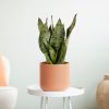 Sansevieria trifasciata ‘Black Coral’ – Zwaardplant – P12