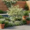 Acer palmatum ‘Butterfly’ – Japanse Esdoorn – P10.5