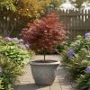 Acer palmatum ‘Atropurpureum’ – Japanse Esdoorn – P15