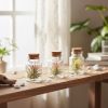 Tillandsia Harrissi in glazen terrarium – Luchtplant