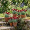 Dianthus Early Love - Roze Anjer – P10.5 (6 stuks)