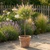Salix integra ‘Flamingo’ op stam – Flamingoboom – P19