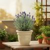 Lavandula angustifolia ‘Felice’® – Lavendel – P10