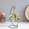 Tillandsia Xerographica - inclusief standaard - Luchtplant