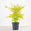Acer palmatum ‘Orange Dream’ – Japanse Esdoorn – P19