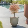 Acer palmatum ‘Taylor’ – Japanse Esdoorn – P19