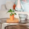 Mini Pannenkoekplant - Pilea Peperomioides - P6