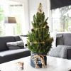 Picea Glauca December