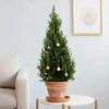 Picea Glauca December - Witte spar - P26