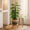 Rhaphidophora Tetrasperma (Monstera Minima) - P 19 cm