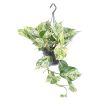 Scindapsus Marble Queen - P17