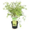 Acer Palmatum Butterfly - Japanse Esdoorn - P15