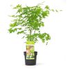 Acer palmatum Going Green - Japanse Esdoorn - P15