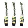 Jasminum Nudiflorum Trio - Winterjasmijn - P15