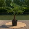 Trachycarpus Fortunei - Chinese Waaierpalm - P31