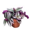Tradescantia Nanouk - P 12 cm