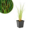 Grote Lisdodde - Typha Latifolia - P9
