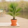 Washingtonia Robusta - Mexicaanse Waaierpalm - P21