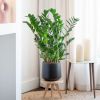 Zamioculcas Zamiifolia - ZZ plant - P21