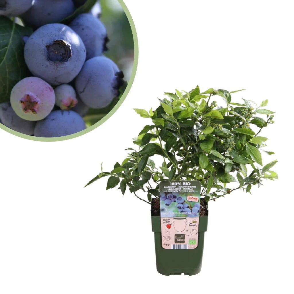 Vaccinium Myrtillus Is Species Van Struik Met Eetbaar Fruit Van Blauwe Kleur Algemeen Genoemd Bosbes Blauwe Bosbes Europees Image55073527