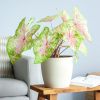 Caladium Seafoam Pink