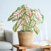 Caladium Tapestry