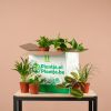 Halve Groene Kneusjesbox (6 stuks)